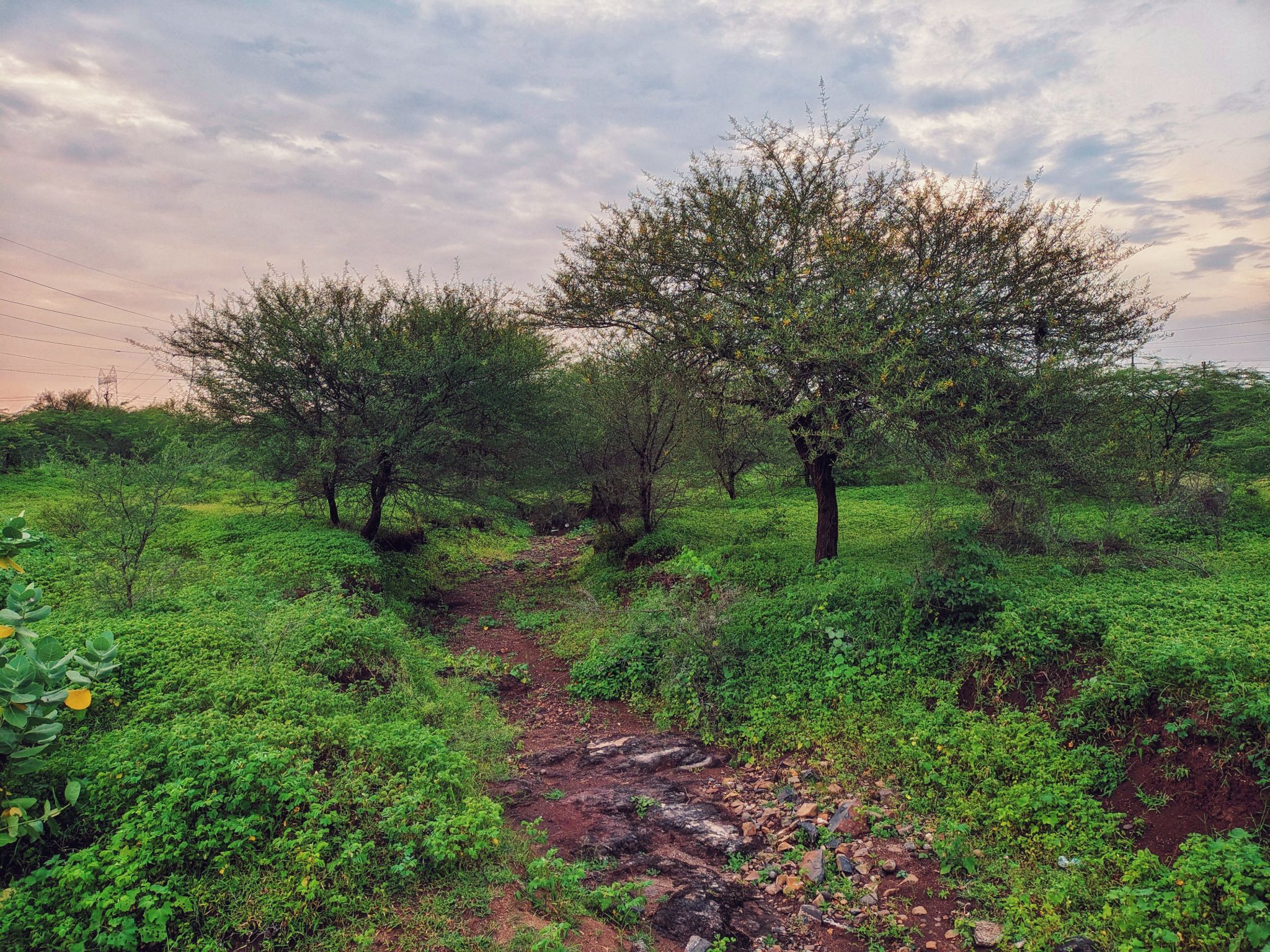 Dry river between two trees Dry river between two trees
