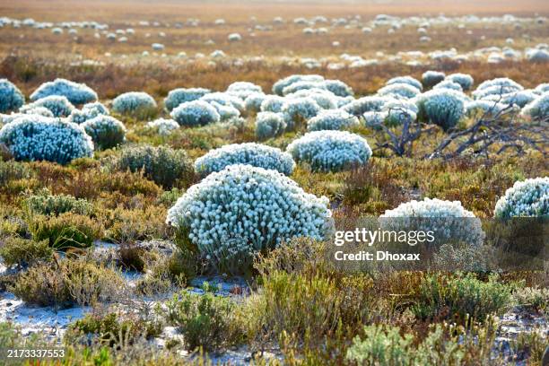 cape snow - ewig - fynbos stock-fotos und bilder