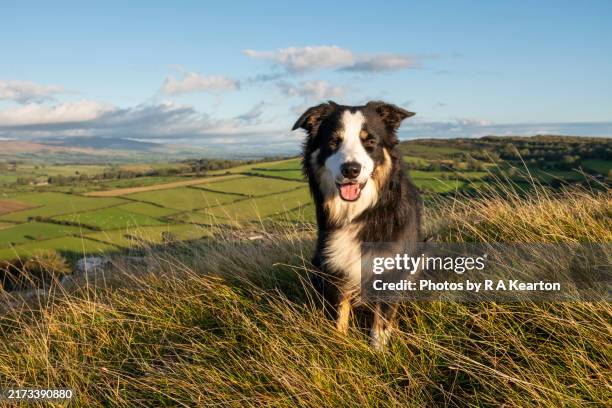 border collie sat high in the hills of lancashire - dog stock pictures, royalty-free photos & images