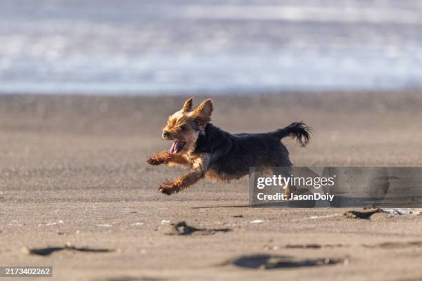 dog running and playing on beach - lap dog stock pictures, royalty-free photos & images