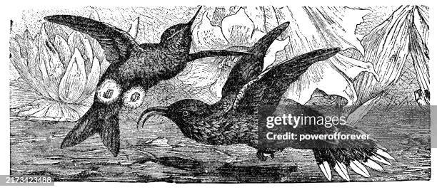 copper-bellied puffleg (eriocnemis cupreoventris) and white-tipped sicklebill (eutoxeres aquila) hummingbirds - 19th century - white tipped sicklebill stock illustrations