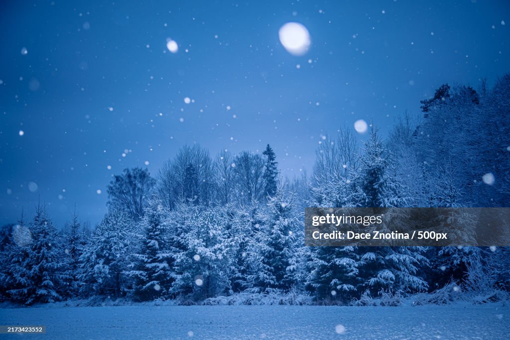 A Beautiful Forest Landscape With Falling Snowflakes High-Res Stock ...