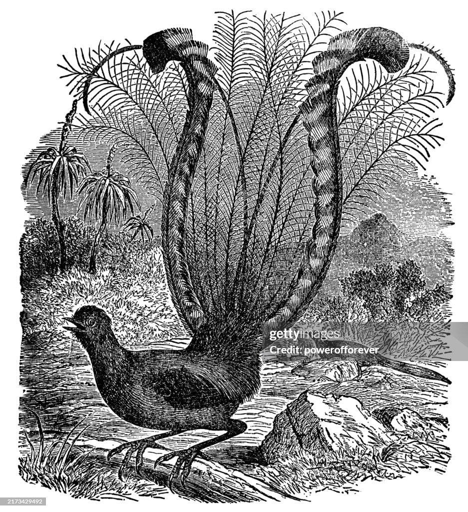 Magnífico pájaro lira (Menura novaehollandiae) - siglo XIX