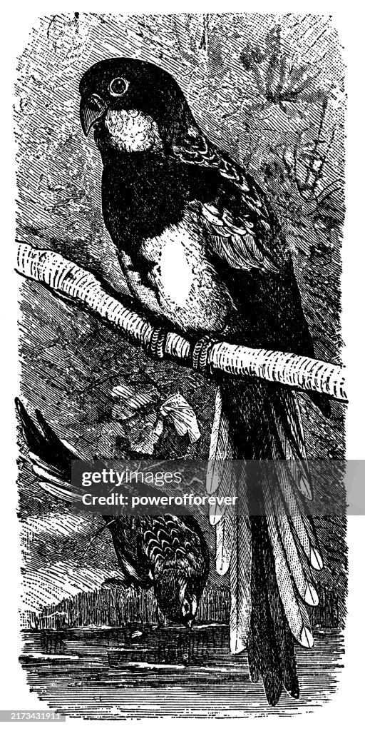 Eastern Rosella Parrot Bird (Platycercus Eximius) - 19th Century
