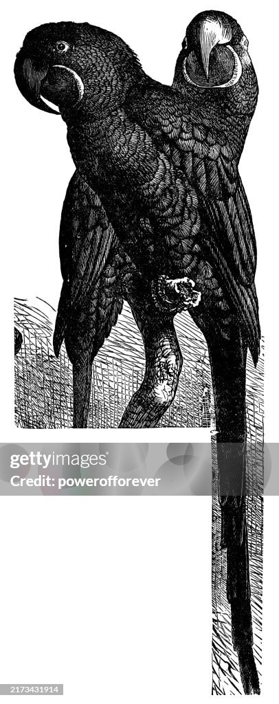 Hyacinth Macaw Birds (Anodorhynchus Hyacinthinus) - 19th Century