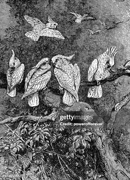 sulphur-crested cockatoo birds (cacatua galerita) - 19th century - sulphur crested cockatoo stock illustrations