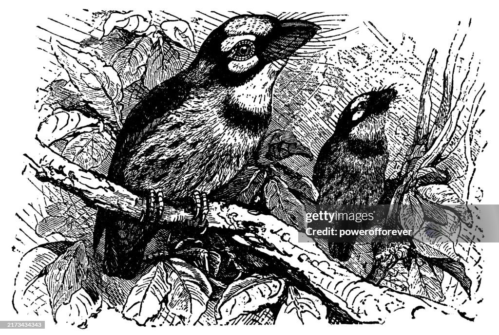 Spotted Puffbirds (Bucco Tamatia) - 19th Century