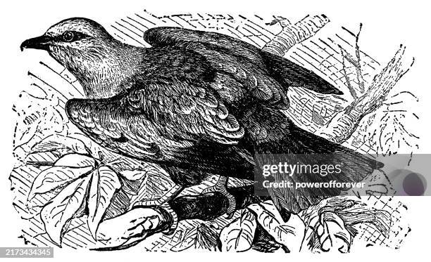 european roller bird (coracias garrulus) - 19th century - european roller stock illustrations