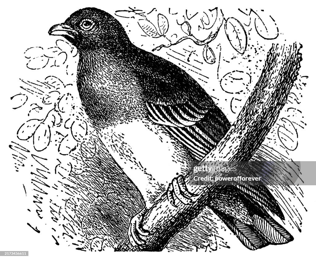 Bruce’s Green Pigeon Bird (Treron Waalia) - 19th Century