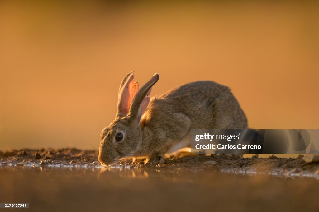 European rabbit drinking