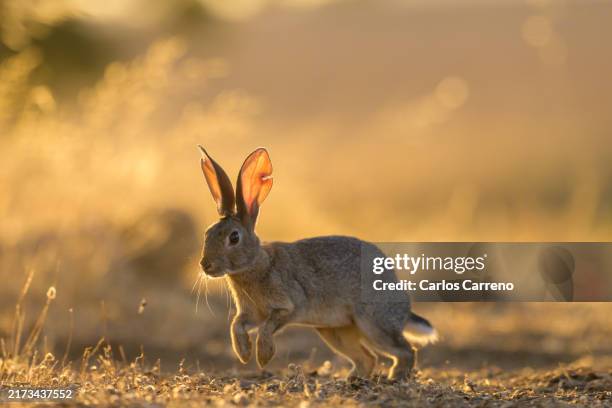 Rabbit In Action 744 Rabbit Hopping Stock Photos, High-Res Pictures, and Images - Getty ...