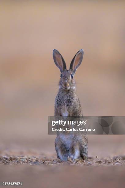 Real Rabbit Front View 250 Rabbit Front View Stock Photos, High-Res Pictures, and Images ...