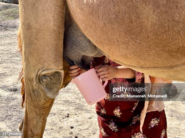 camel milk - chameau photos et images de collection