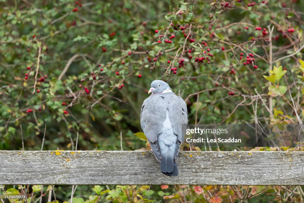 Common Wood Pigeon