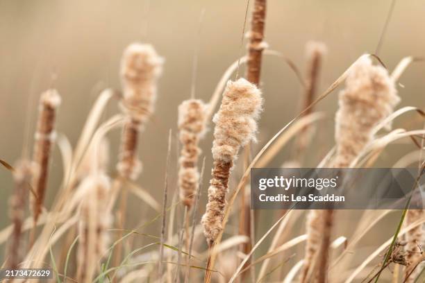Simple Reeds 12,018 Simple Organic Texture Stock Photos, High-Res Pictures, and ...