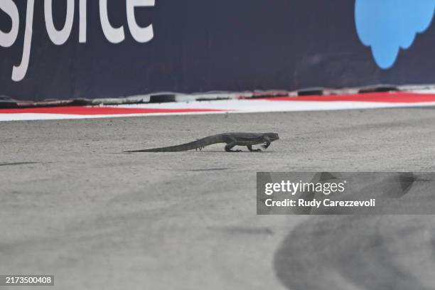 Lizard walks on track during final practice ahead of the F1 Grand Prix of Singapore at Marina Bay Street Circuit on September 21, 2024 in Singapore,...