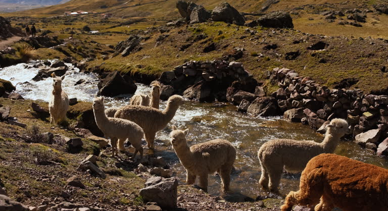 https://media.gettyimages.com/id/2173558035/video/cute-alpacas-in-the-river-in-peruvian-andes.jpg?b=1&s=640x640&k=20&c=MhQM6FZSeuzF5FTHlnx-yCkGmh-8lx3eGZxznqeCpx8=