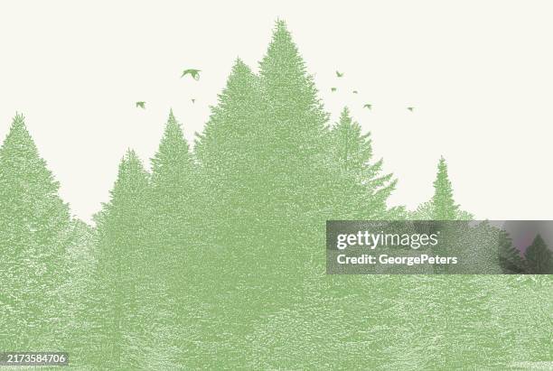 pine trees background - treetop stock illustrations