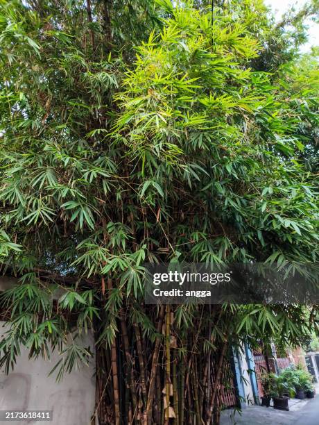 photo of bamboo trees in an alley in tangerang city, indonesia - bamboo leaves stockfoto's en -beelden