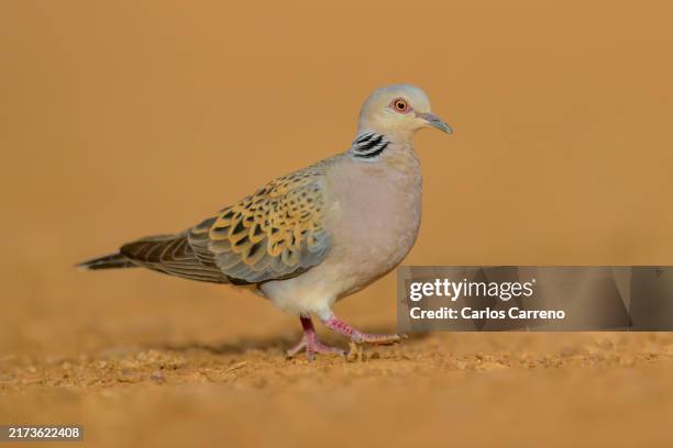 european turtle-dove portrait - turtle dove stock pictures, royalty-free photos & images