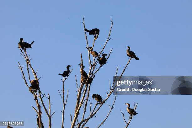 tree covered in perching birds - dead crow stock pictures, royalty-free photos & images