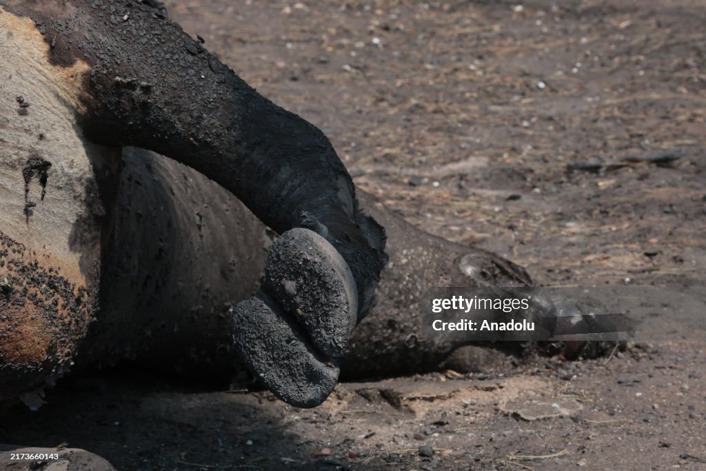 Wildfires continue spreading in Argentina's Cordoba
