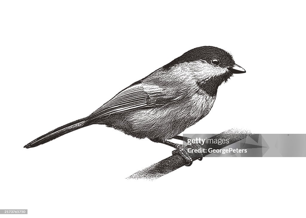 Black-Capped Chickadee