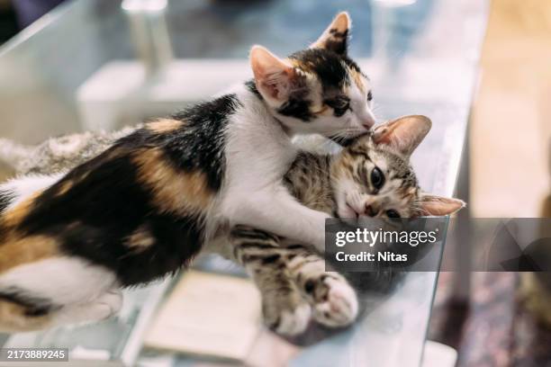 calico cat licking tabby kitten - zwei tiere stock-fotos und bilder