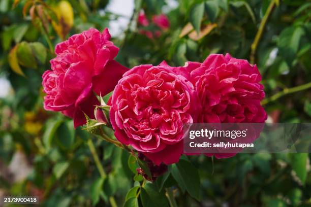 Red Roz 8,497 Red Roses Garden Stock Photos, High-Res Pictures, and Images ...