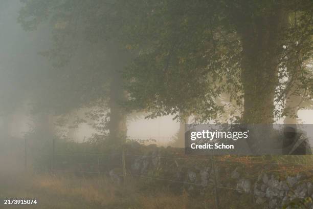 deciduous trees by a stone wall in sun and fog - stenen muur stockfoto's en -beelden