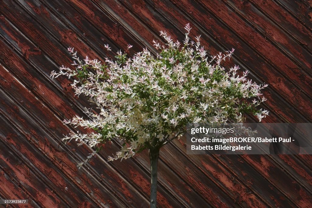 Salix integra