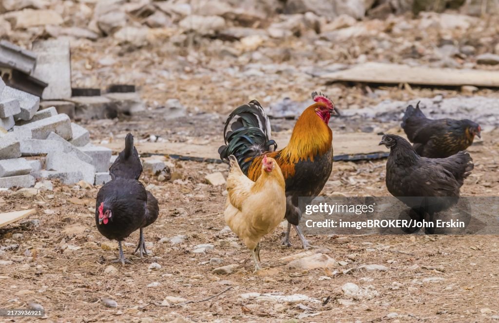 Large cochin rooster in rural farmyard with four hens