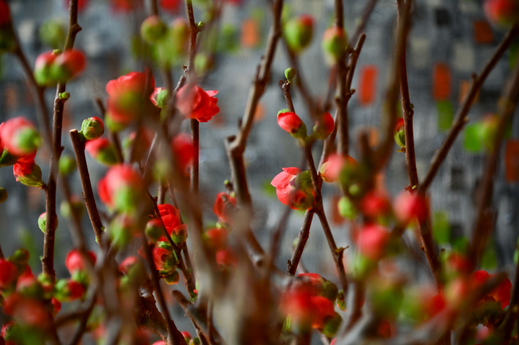 hong kong spring