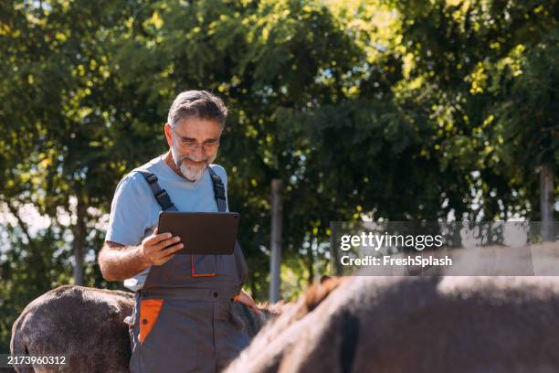 agriculteur utilisant une tablette avec des ânes dans un pâturage ensoleillé - retraités qui travaillent photos et images de collection