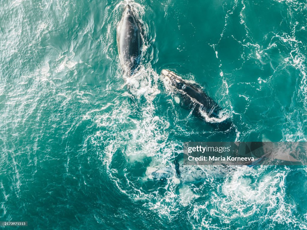 Aerial view over a Southern Right Whales in South Africa.