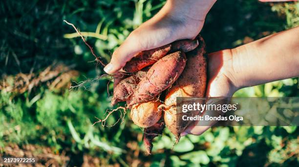 organic sweet potato harvest tubers in hands of farmer girl - zoete aardappel stockfoto's en -beelden