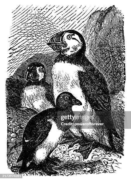 illustrations, cliparts, dessins animés et icônes de macareux moines (fratercula arctica) - 19ème siècle - macareux moine