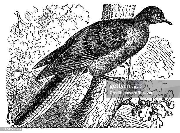 passenger pigeon bird (ectopistes migratorius) - 19th century - passenger pigeon stock illustrations