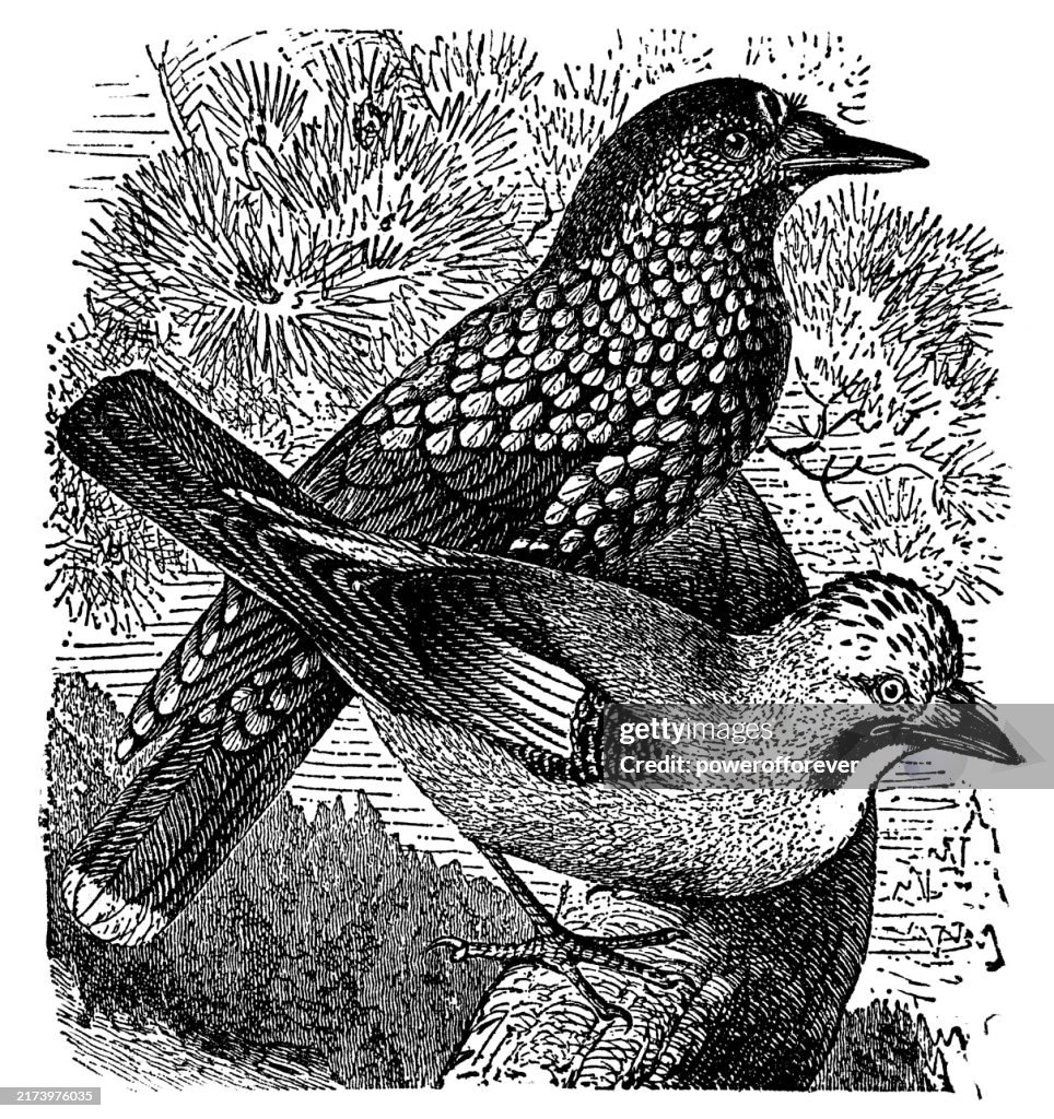 Northern Nutcracker (Nucifraga Caryocatactes) and Eurasian Jay (Garrulus Glandarius) Birds - 19th Century