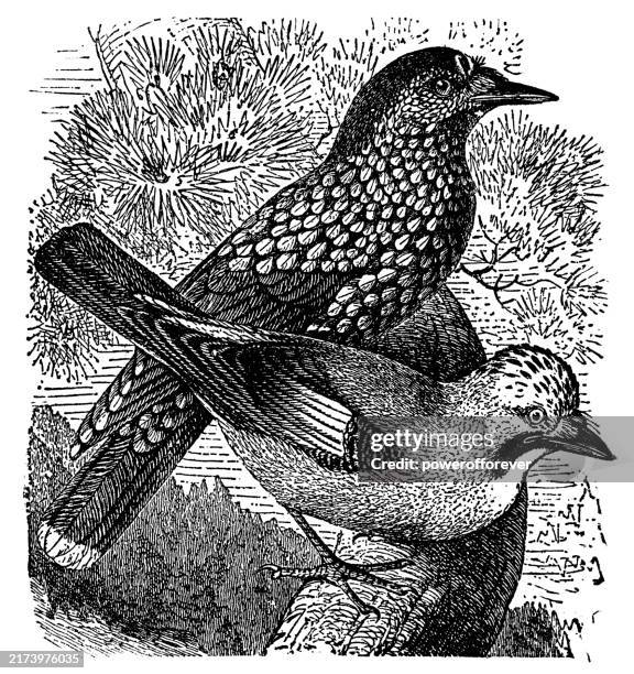 northern nutcracker (nucifraga caryocatactes) and eurasian jay (garrulus glandarius) birds - 19th century - eurasian nutcracker stock illustrations