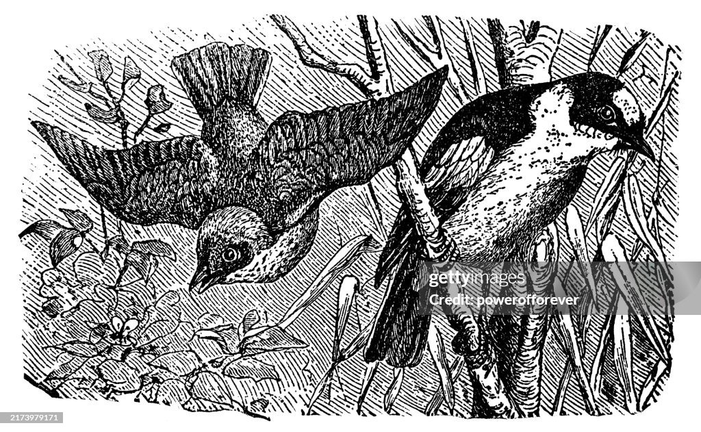 Pigliamosche maculato (Muscicapa striata) e pigliamosche dal collare (Ficedula albicollis) - 19° secolo