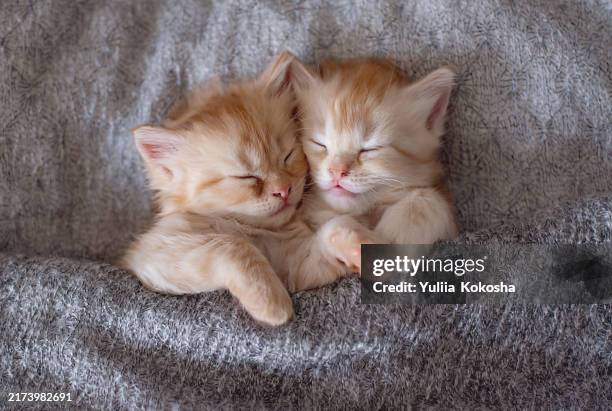 cute ginger kittens sleep on bed. comfortable pets sleep at homecute ginger kittens sleep on bed. comfortable pets sleep at home - kitten stockfoto's en -beelden