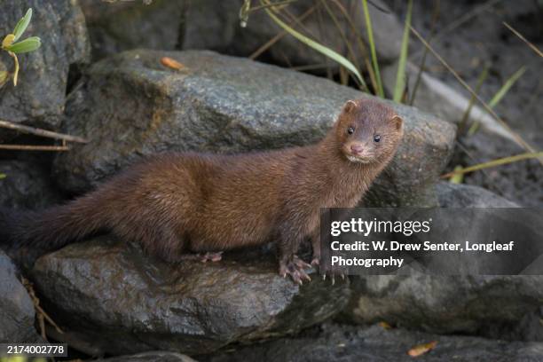Maple Ridge Minks 4,520 Picture Of A Mink Stock Photos, High-Res Pictures, and Images ...