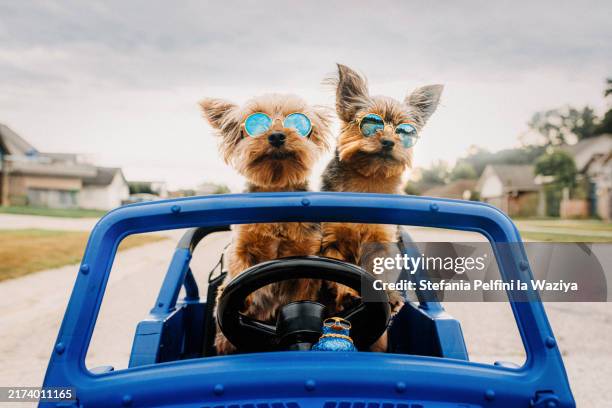 4,589 Two Dogs Funny Stock Photos, High-Res Pictures, and Images