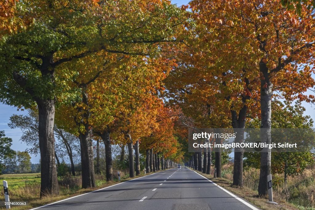 Avenue