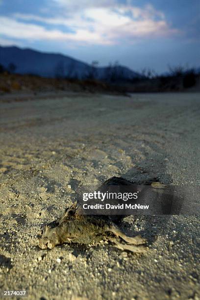 The charred body of a cottontail rabbit lies in the road in Lost Valley as the Coyote Fire burns more than 11,000 acres of chaparral and forest on...