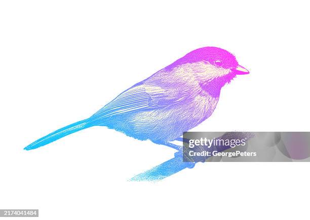 black-capped chickadee - lavender sprig stock illustrations