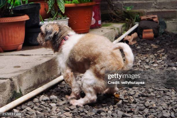 353 Dog Pooing Stock Photos, High-Res Pictures, and Images - Getty Images
