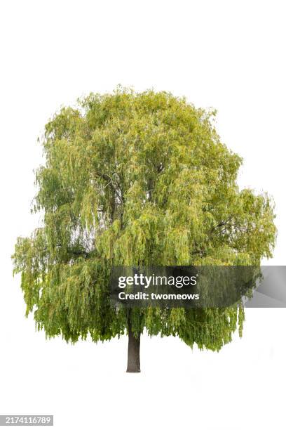 big willow tree isolated on white background. - salice foto e immagini stock
