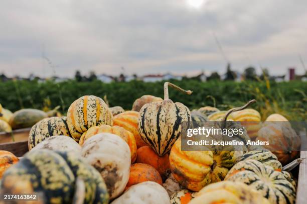 a variation of different mini ornamental pumpkins for sale at a street stall in the fall - gourd stock pictures, royalty-free photos & images